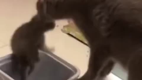 AWW SO CUTE! cutest baby animals Videos Cute moment of the Animals