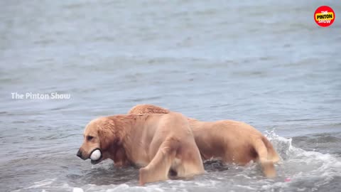Dogs are trained with a ball in the river.