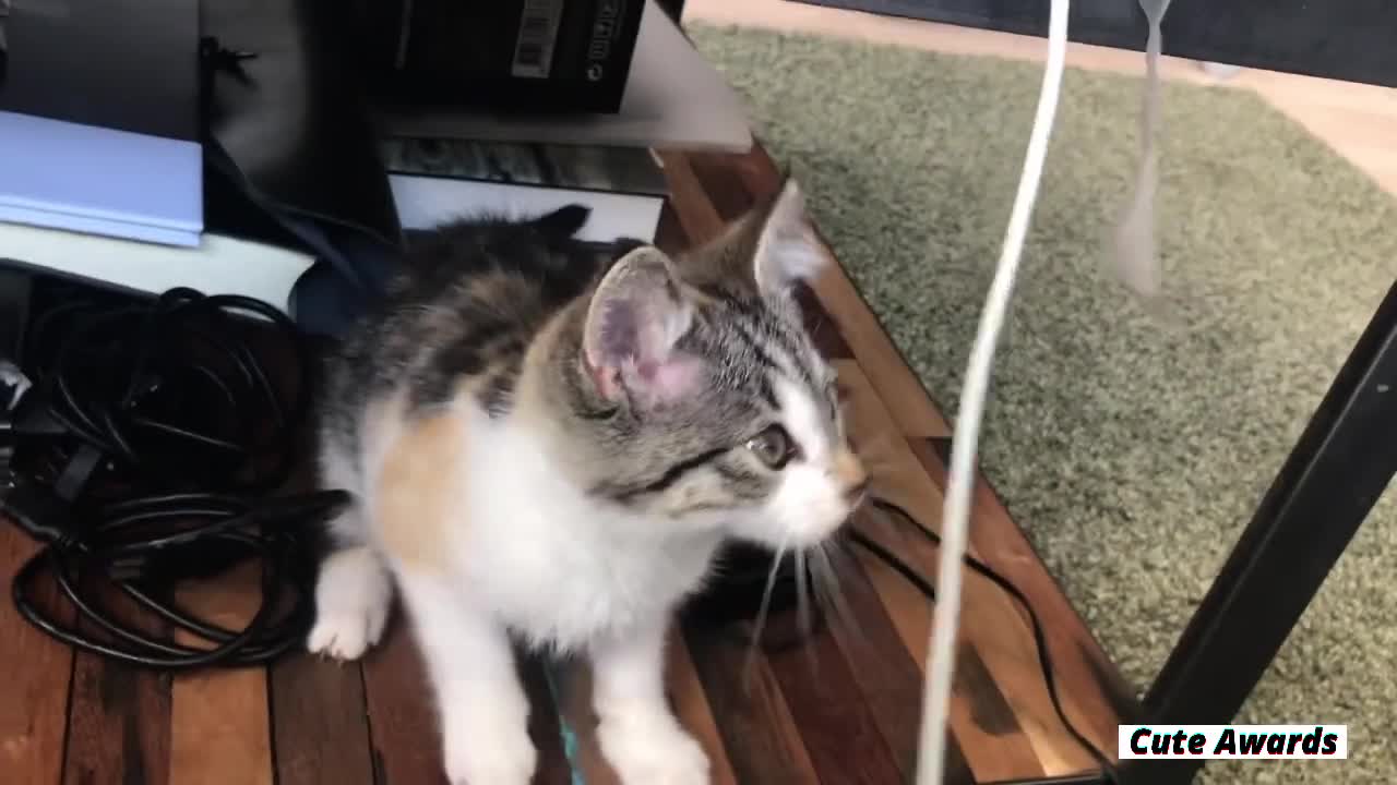TRY NOT TO LAUGH | Funny Pet Video Compilation