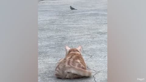 The Animals Amazing and Funniest Video
