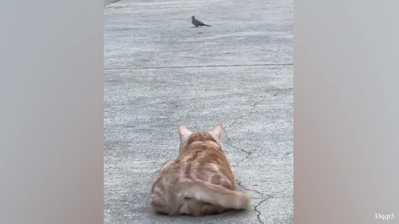 The Animals Amazing and Funniest Video