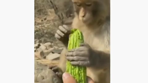 Funny animals video