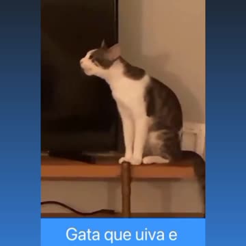 Howl Cat is still called Mommy 😁