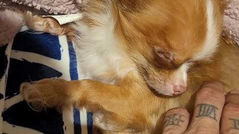 Micro Chihuahua 2lbs in heat