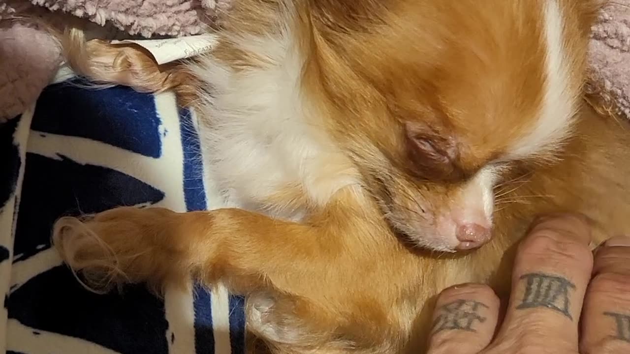 Micro Chihuahua 2lbs in heat