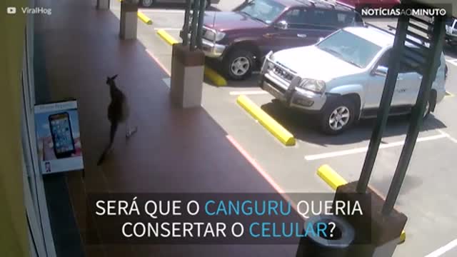 Canguru tenta entrar em loja na Austrália!