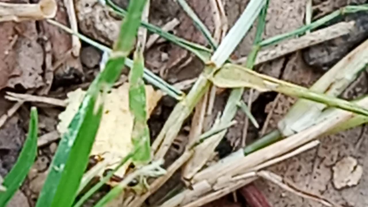 Brave ants https://payup.video/u/205463