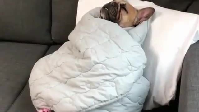 The treatment of this dog definitely does not belong to ordinary people