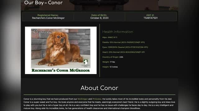 'Conor' - Cavalier King Charles Spaniel Stud from Recherche Kennels