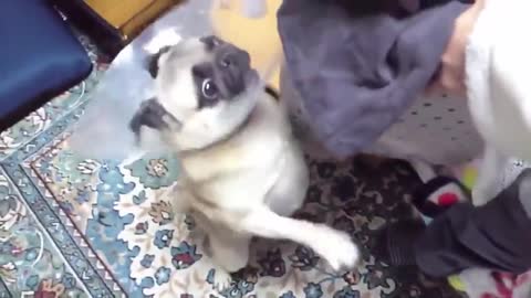 TOP 10 Dog Barking Sounds - Funny dogs Compilation