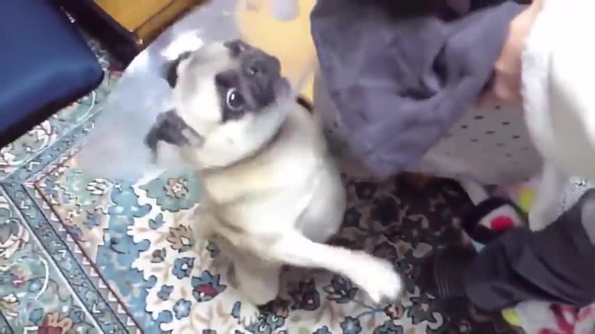TOP 10 Dog Barking Sounds - Funny dogs Compilation