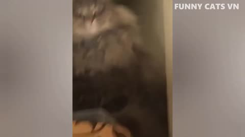 Best Funniest Animal Videos 2024