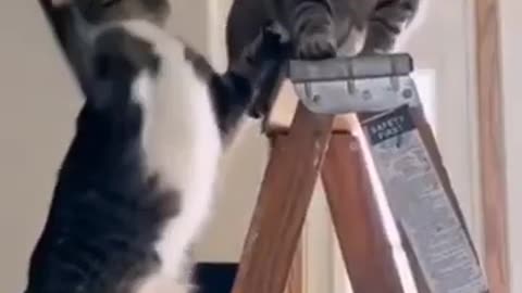 Funniest Dogs and Cats Video - The best of 2923 #4