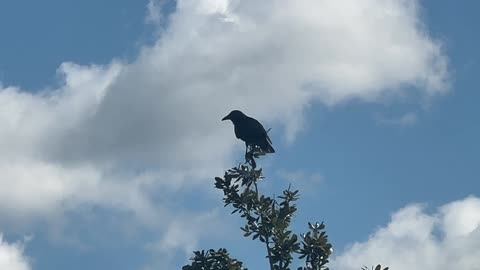 American Crow: 10-14-2024