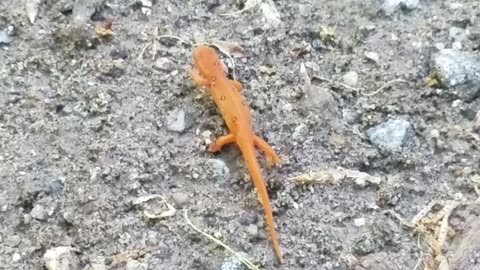 Salamander, Mt. Gothics, Adirondacks, NY (2021 MAY 24)