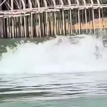 Don't Let Anyone Ride You Like An Orca At Sea World