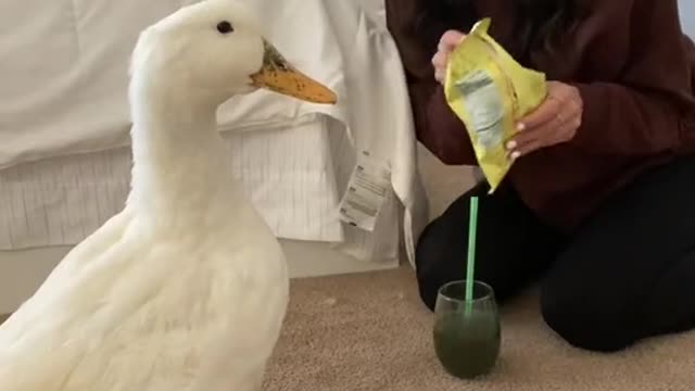 Your dog only follows you when you have food