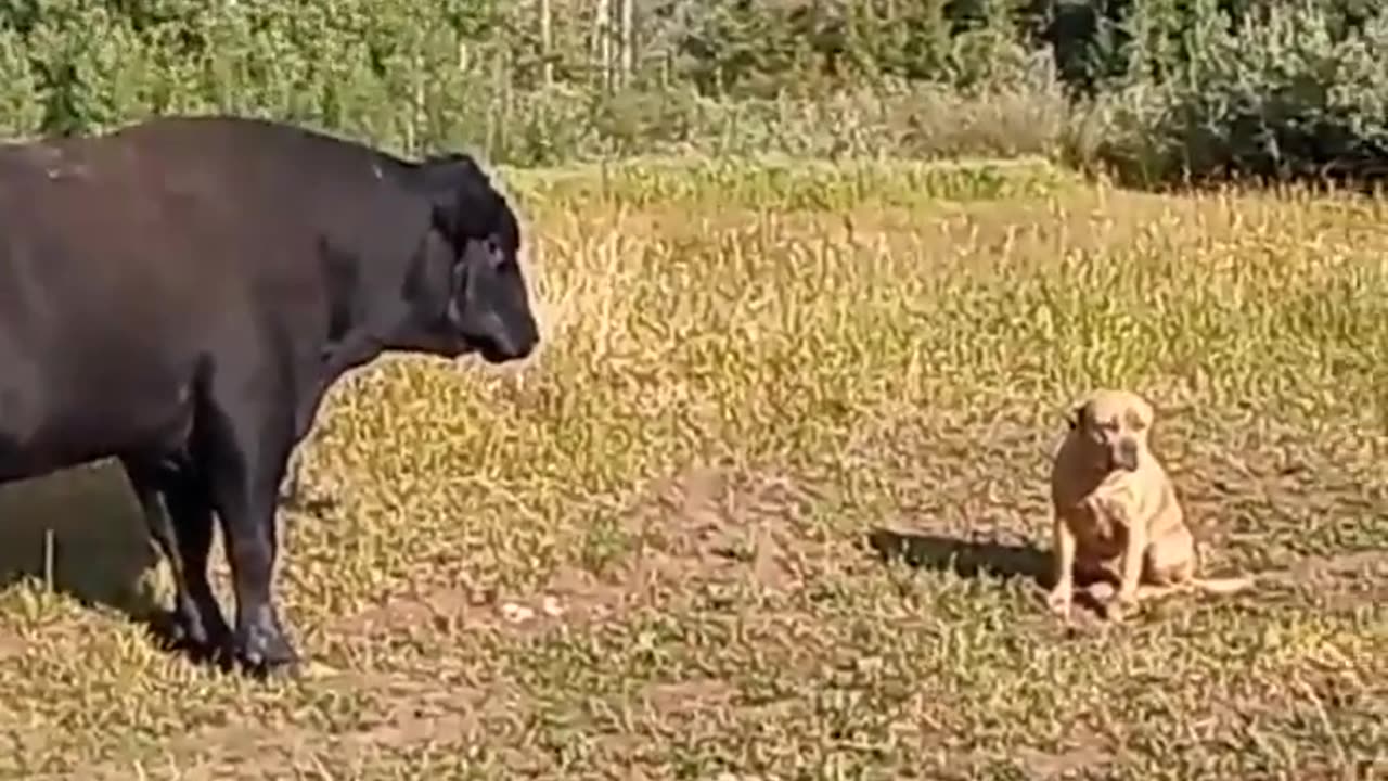 HUGE BULL INVADES CAMP!? Meets Bulldog! (a love story)