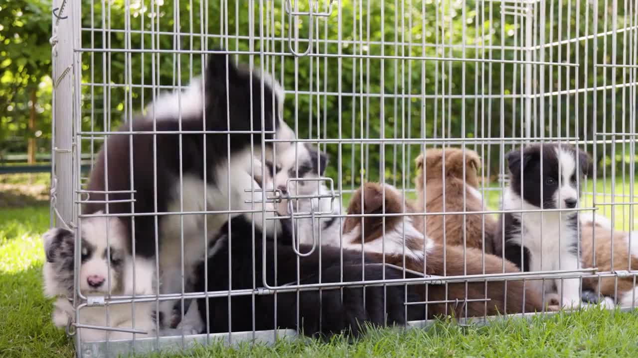 A group of cute restless puppies in a cage on grass - closeup