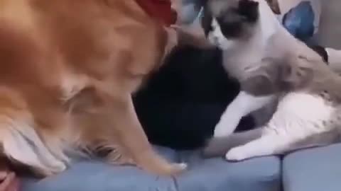 The dog does not want to share the owner