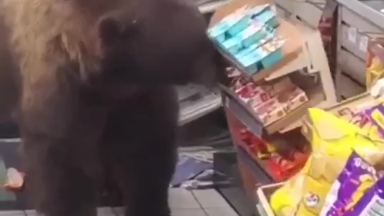 This Bear is A Master At Shopping #shorts #shortvideo #video #virals #videoviral