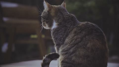 Brown Cat