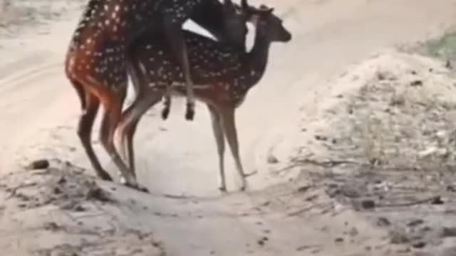 Deer mating