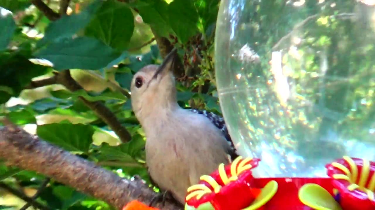 Red-bellied woodpecker