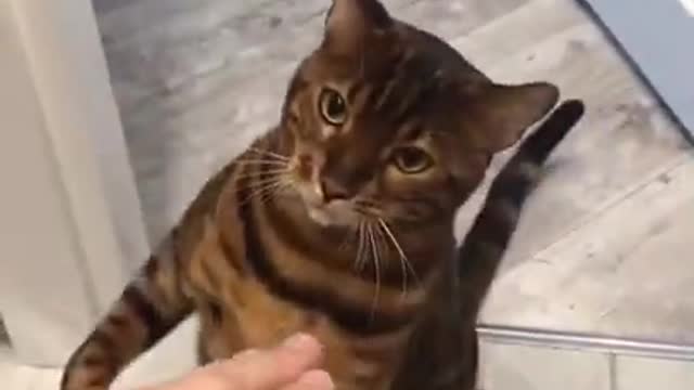 Cute cat funny moment