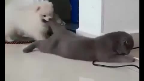 Dog vs cat
