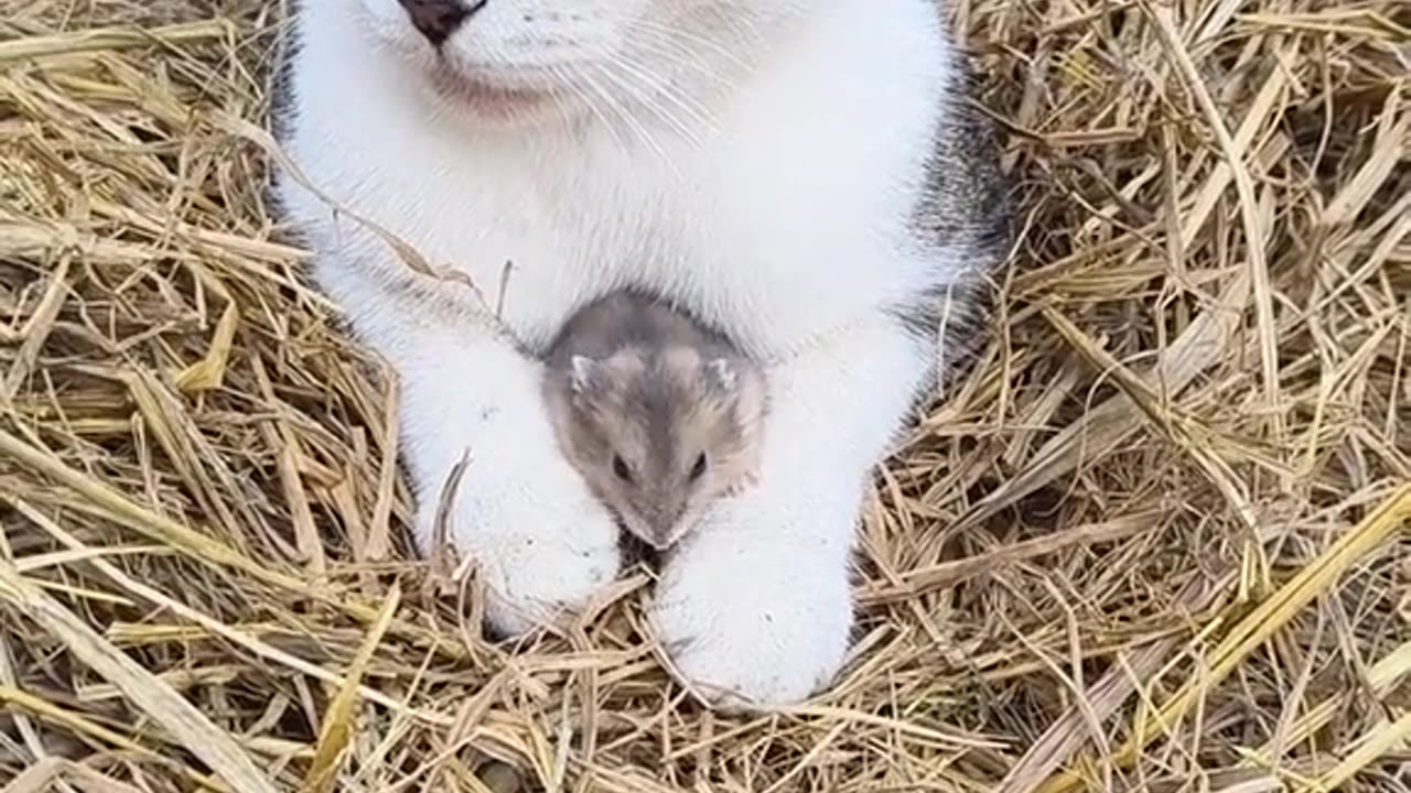 Cute cat with mouse