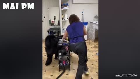 Watch Until The End! Don't Mess With These Pets, funny