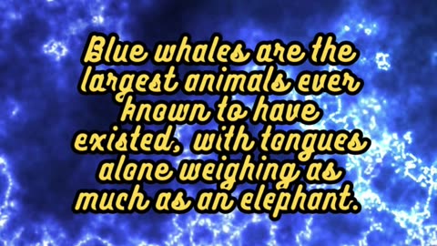 Animal Facts Blue Whales #shorts