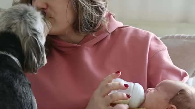 Dogs 🐕 Baby Dogs - Cute and Funny Dog 🐶 Puppy #shorts #Copyrightfreevideo #Copyrightfreemusic