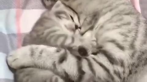 It's a happy feeling when kittens snuggle together