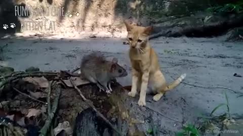 Tom and jerry in real life