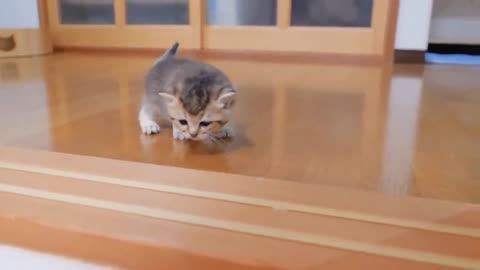 The kitten approaching the daddy #cat #cute #kitten #pets #meow #videos #shorts #dog.