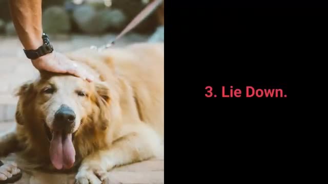 how to train a dog to poop in one place outside