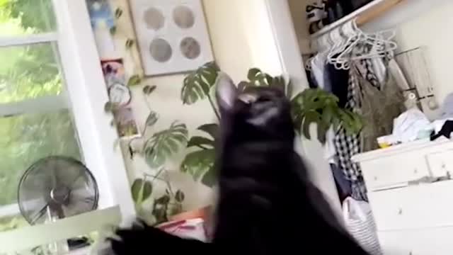Funny animals- Best of 2022 #funny #cute
