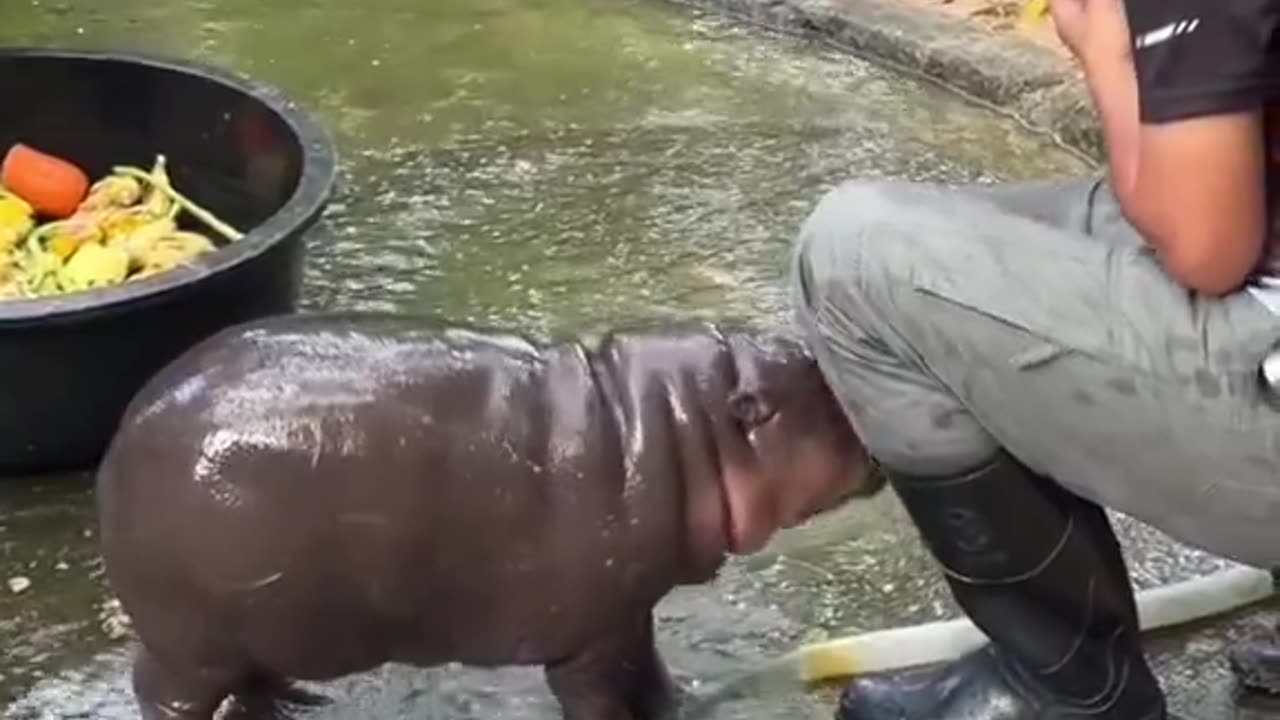 brutal hippo attack caught on camera