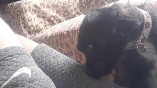 needy little dog hahahaha