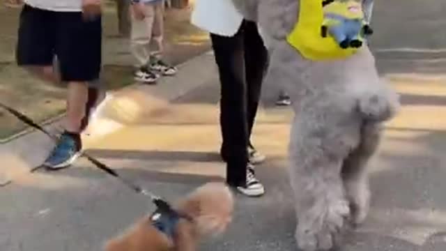 Cute Puppies Playing with Big Dogs Compilation - Funny Dog Videos