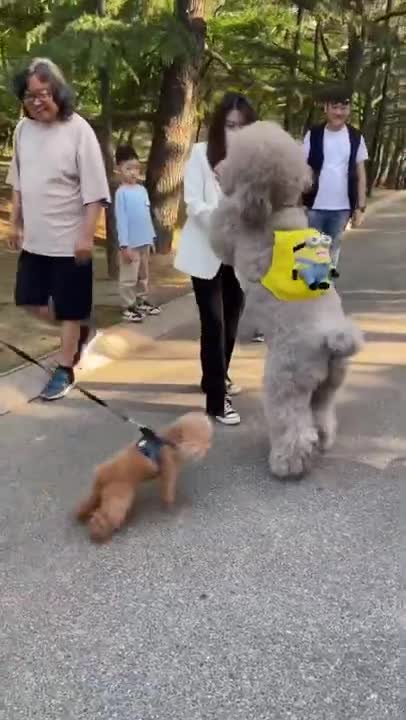 Cute Puppies Playing with Big Dogs Compilation - Funny Dog Videos