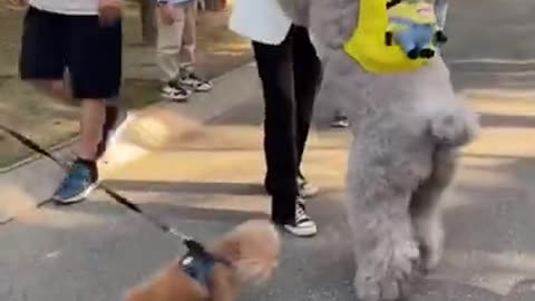 Cute Puppies Playing with Big Dogs Compilation - Funny Dog Videos