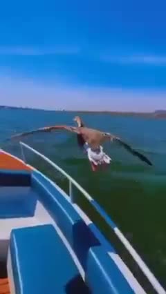 come fly woow so beautiful