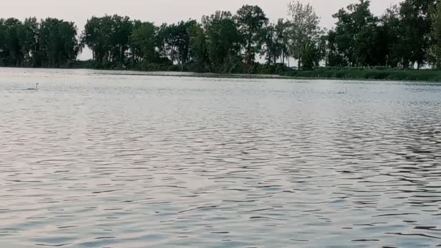 Lake Erie in July