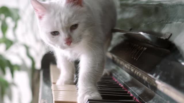 A cat plays the piano a