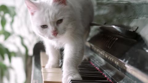 A cat plays the piano a