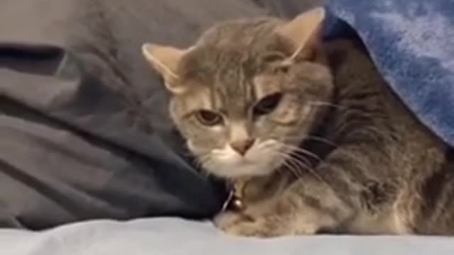 This Cat at the end 🤣 - Cute and funny cat videos compilation 2021