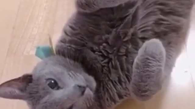 I'm a lazy cat, I won't get up